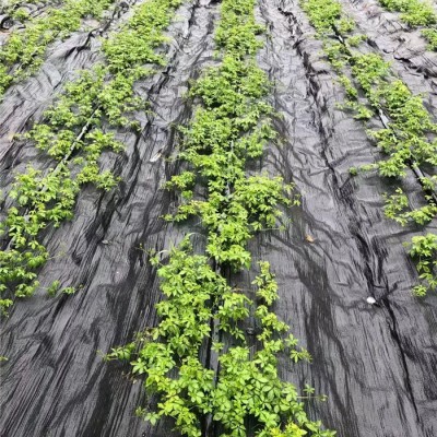 药材种植专用防草布