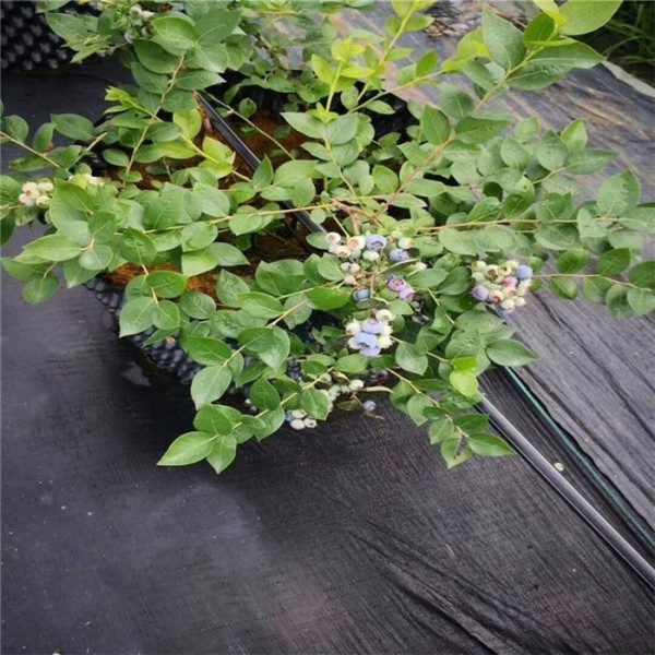 蓝莓基地专用防草布