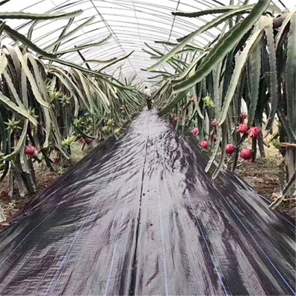 火龙果基地专用防草布
