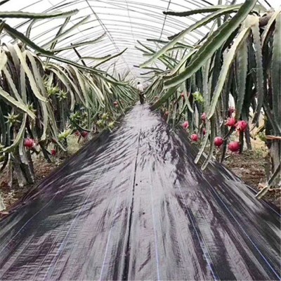 火龙果基地专用防草布