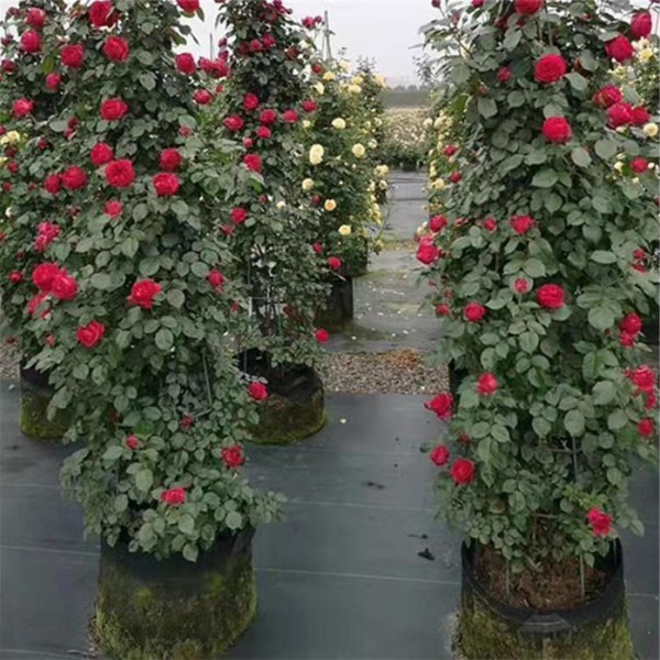 花卉养殖专用防草布