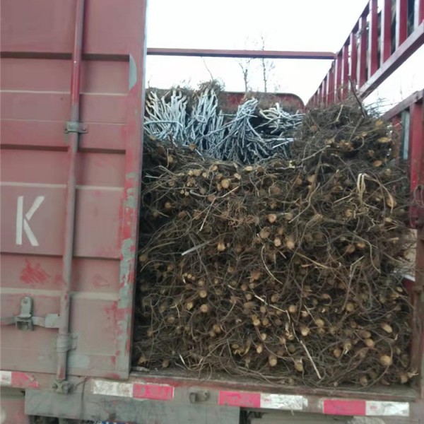 核桃树装车