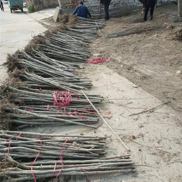 杜仲树苗验货