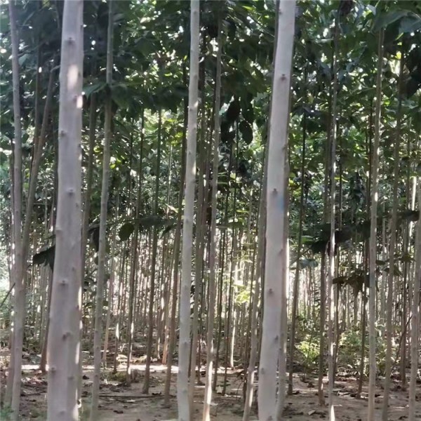 杜仲3公分13元，杜仲米径1.53.3元