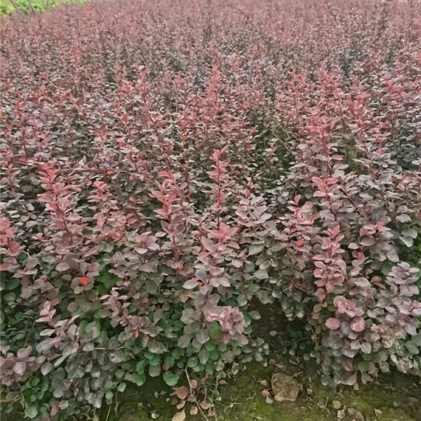 紫叶小檗