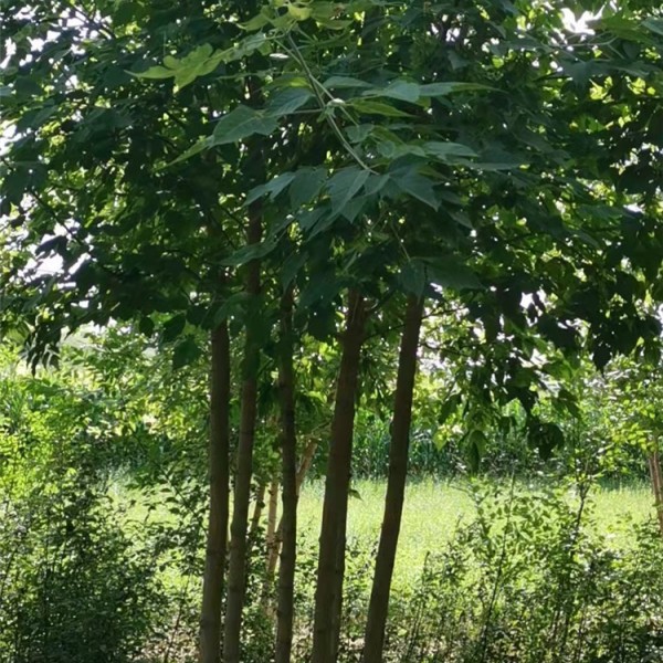 丛生棠槭