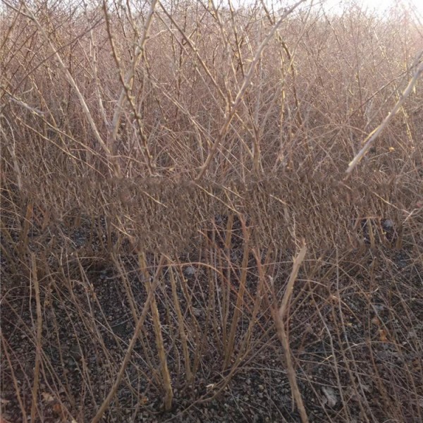 珍珠绣线菊