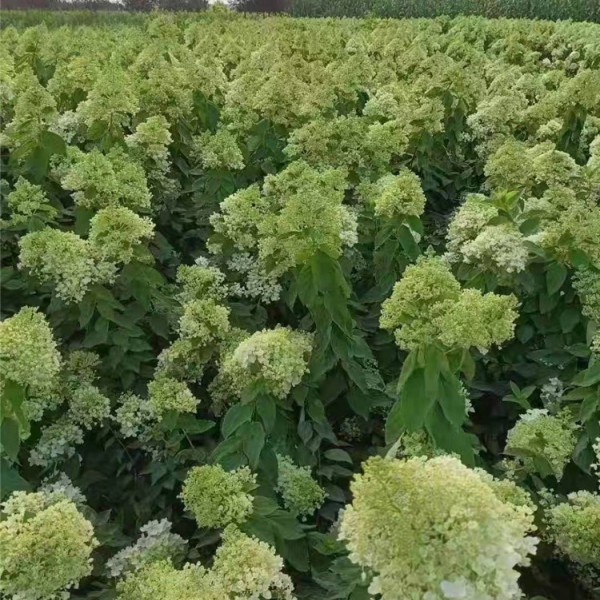 木绣球