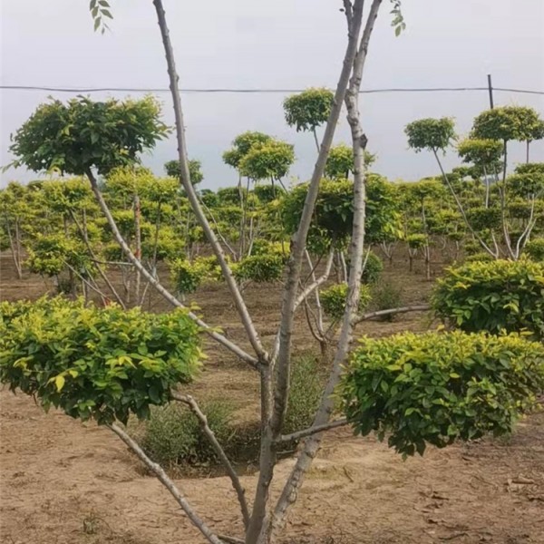 金叶榆造型