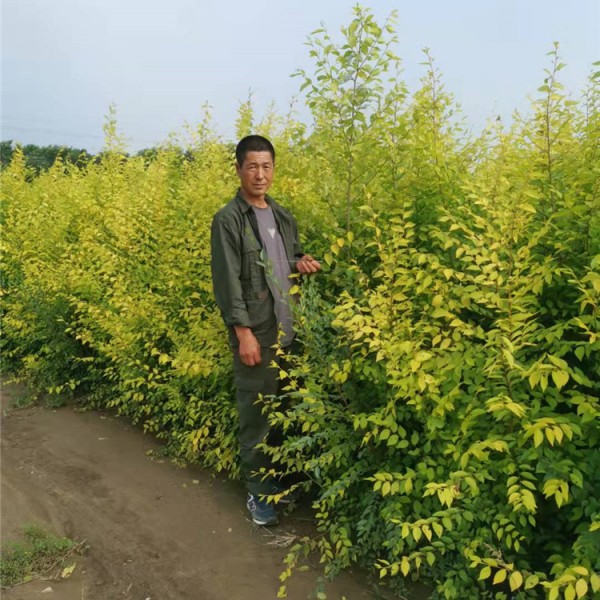 金叶榆绿篱大量
