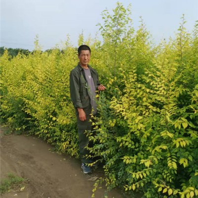 金叶榆绿篱大量