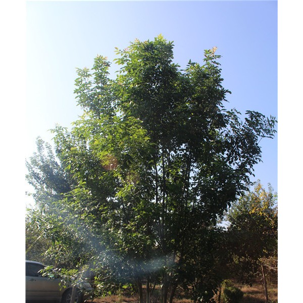 丛生白蜡