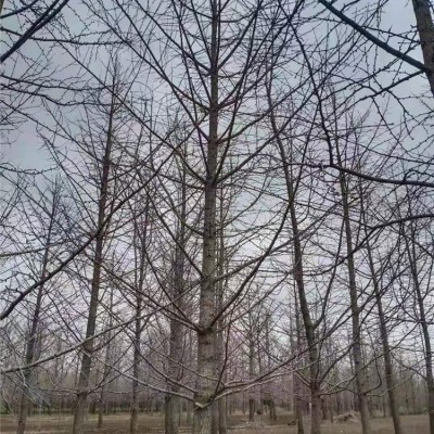 银杏树