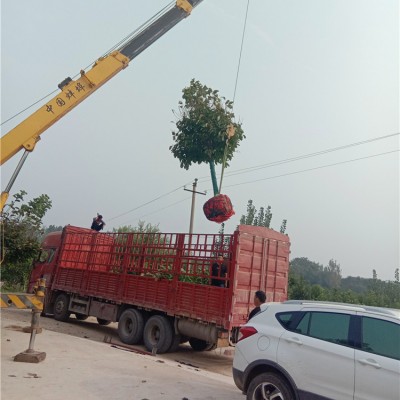 红玉兰装车
