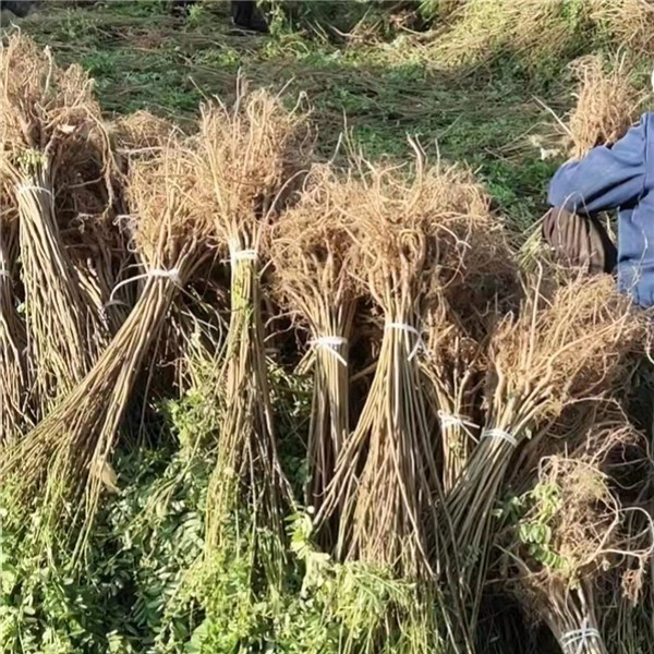 紫穗槐 、刺槐