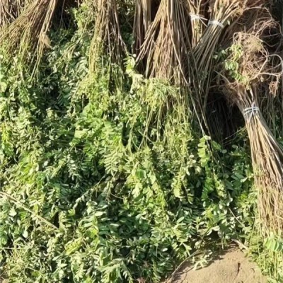 紫穗槐 、刺槐