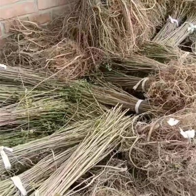 紫穗槐苗、刺槐苗