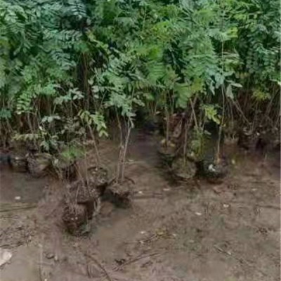 紫穗槐苗、刺槐苗