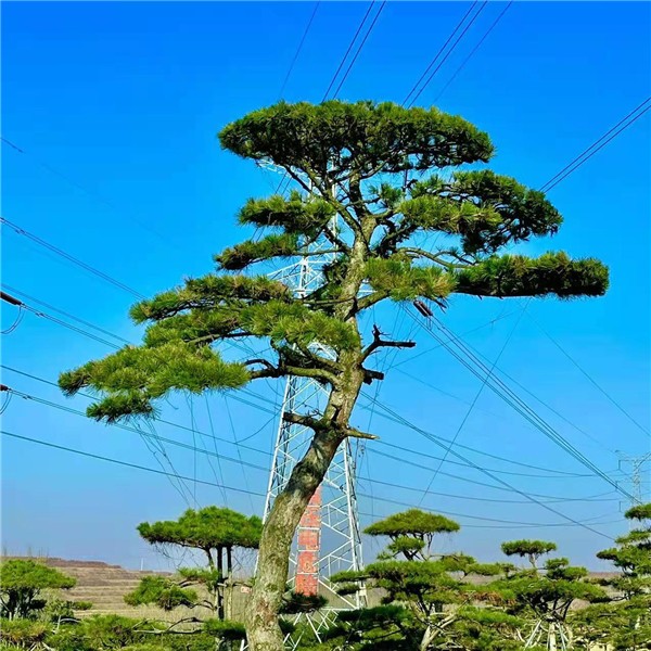 造型黑松