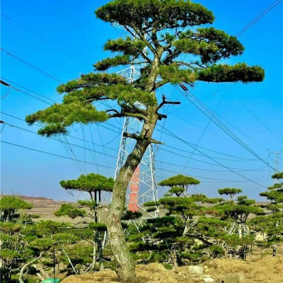 造型黑松