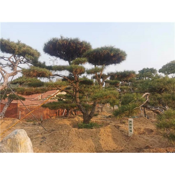 造型黑松