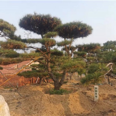 造型黑松