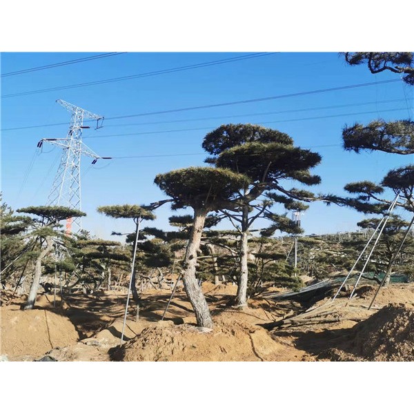 造型黑松