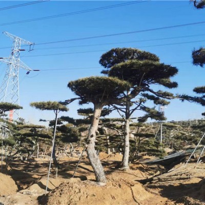 造型黑松