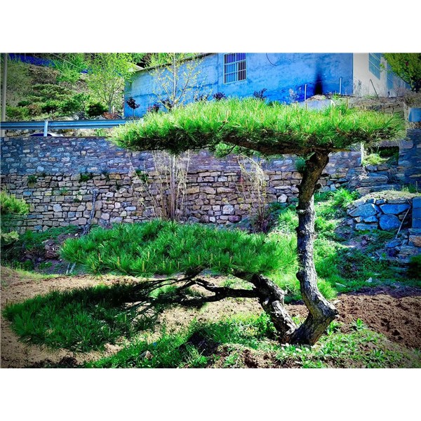 造型景观松