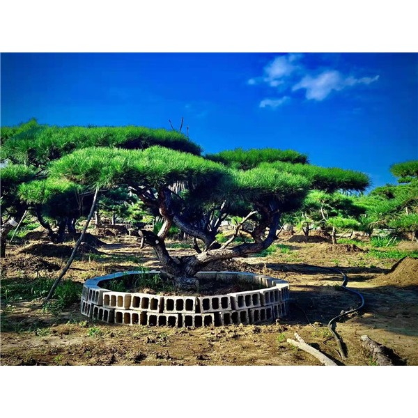 造型景观松