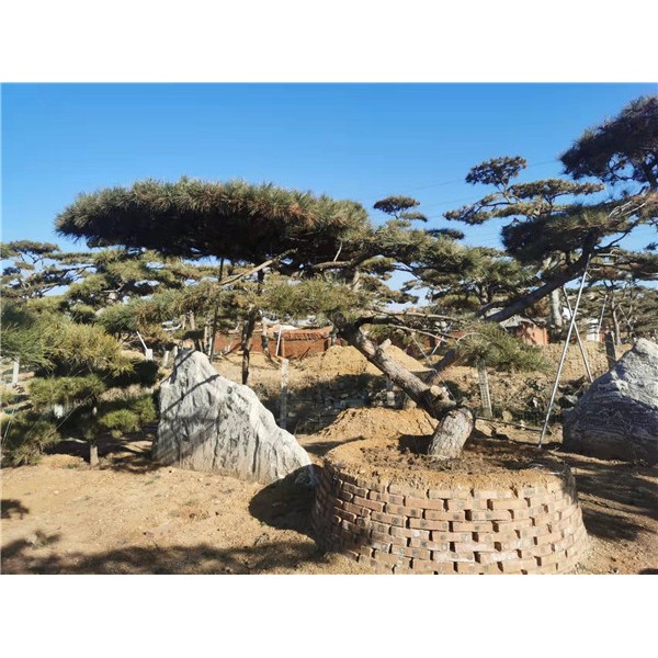 造型景观松