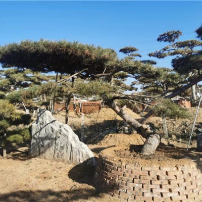 造型景观松