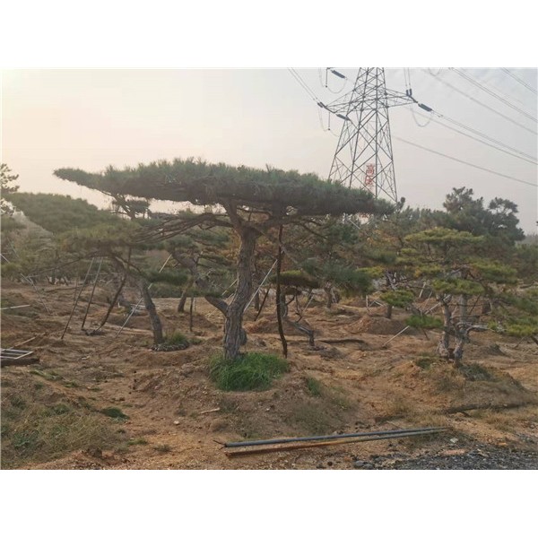 造型松