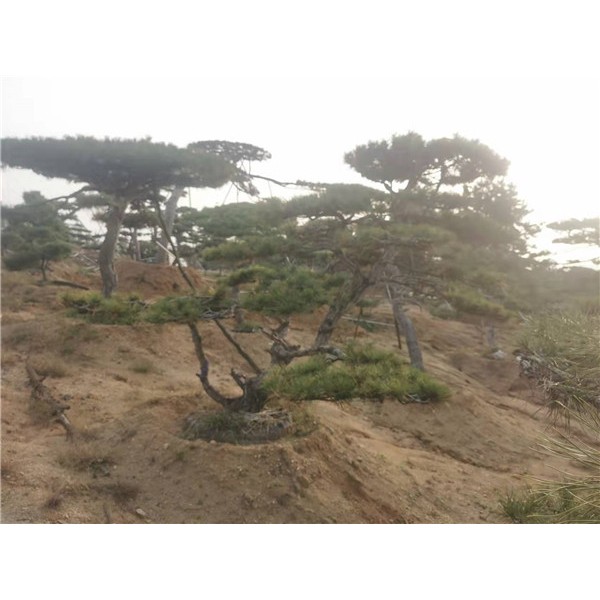 造型松