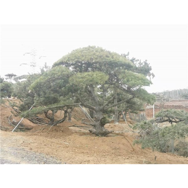 造型松