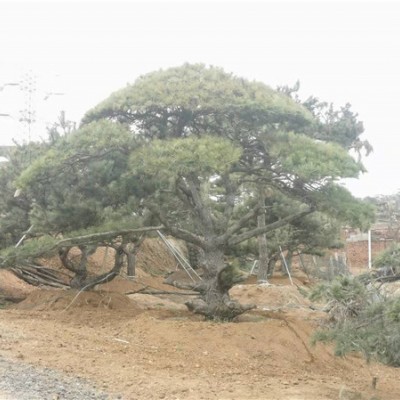 造型松