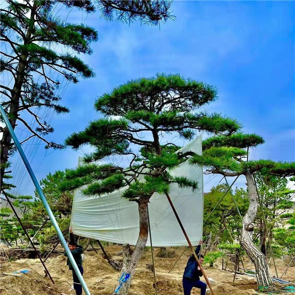 造型油松