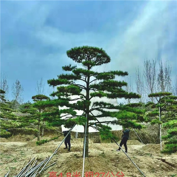 造型油松