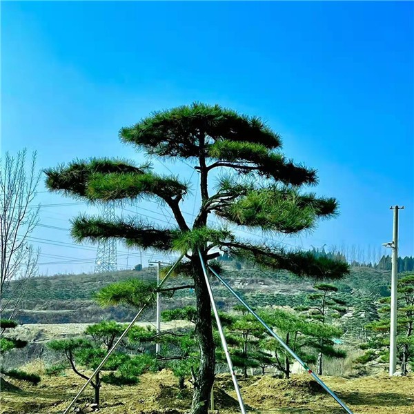 造型油松
