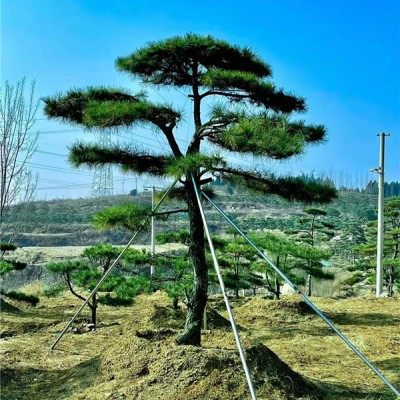 造型油松