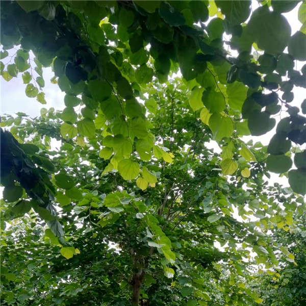 巨紫荆